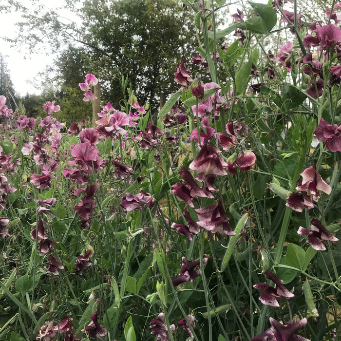 Chocolate Flake Sweet Pea Flowers