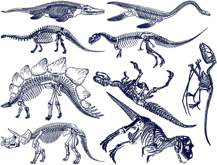 Dinosaur Skeleton Decal