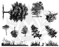 DSS0110 Botanical Trees Silkscreen