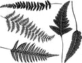 Ferns Decal