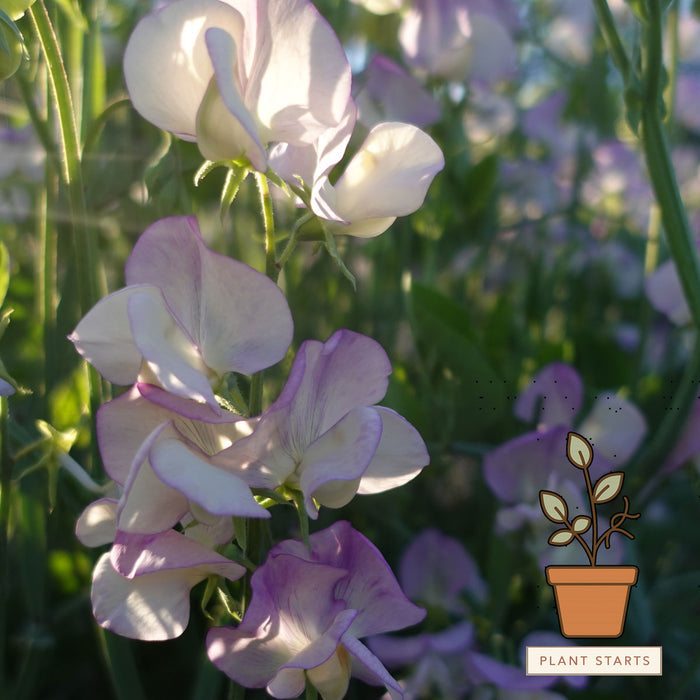 More Scent Sweet Pea Plant Starts