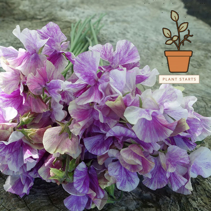 Pandemonium Sweet Pea Plant Starts