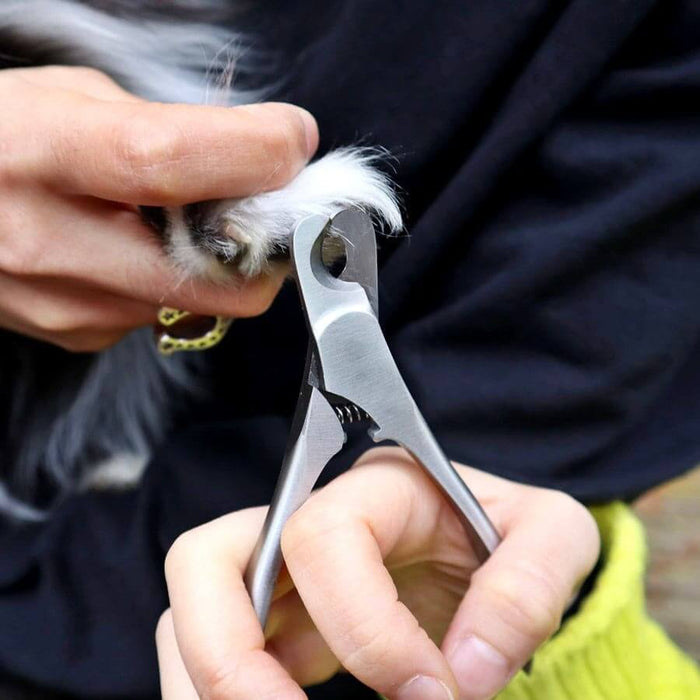 Person using a pet grooming kit to clip a dog's nail for safe grooming at home.