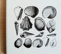 Seashells