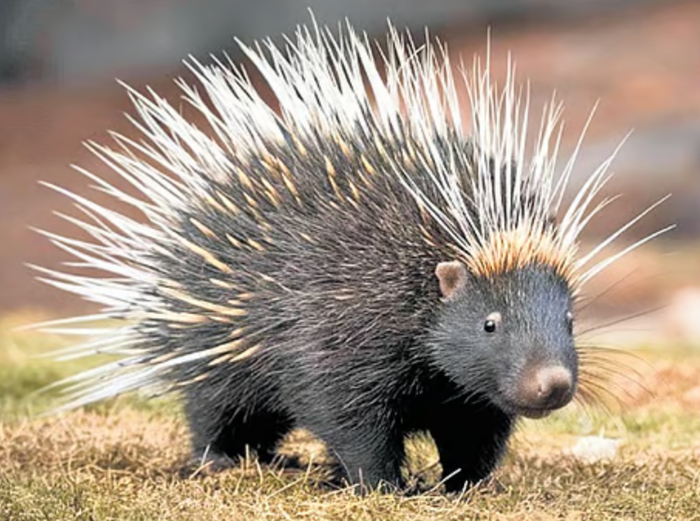 Seh Takla Kanta Sahi Kanda Porcupine Ritual Wicca Pagan Black Magic Hindu Amulet Evil Eye Protection