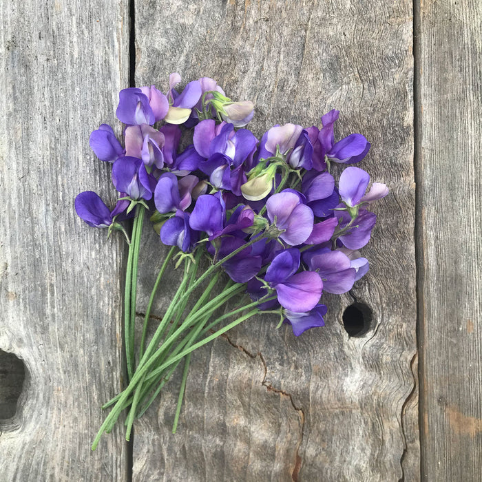 Adorabel Sweet Pea Flowers laying on weathered wood boards