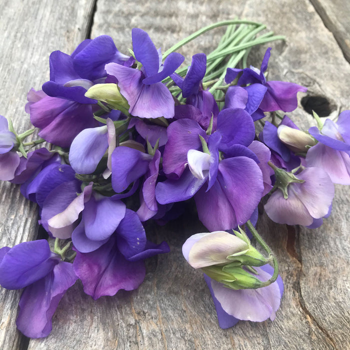 Freshly cut stems of Sweet Pea 'Adorabel' with lavender blooms maturing to mauve-blue and delicate dark veining.