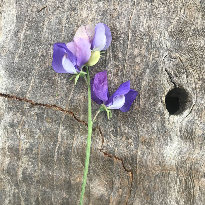 Close-up of a single Sweet Pea 'Adorabel' flower with soft lavender petals maturing to mauve-blue