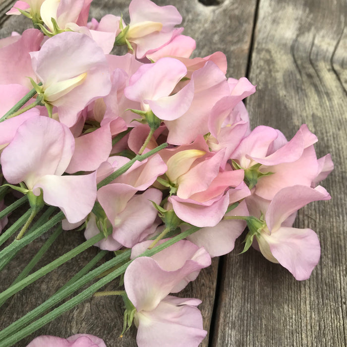Close-up of Sweet Pea Alisa petals showing the warm pink tones with hints of apricot and subtle mauve shading.