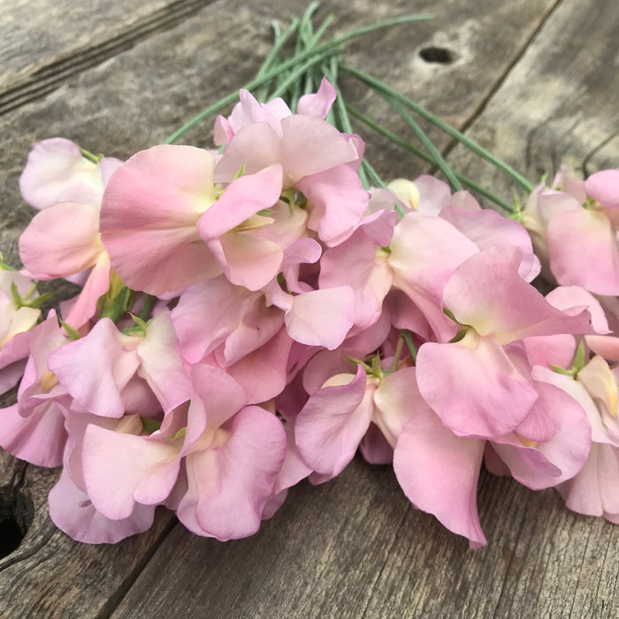 Sweet Pea Alisa flower in full bloom, glowing with a blend of mauve-pink and apricot hues in soft natural light.