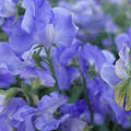 Alison Louise Sweet Pea Flowers