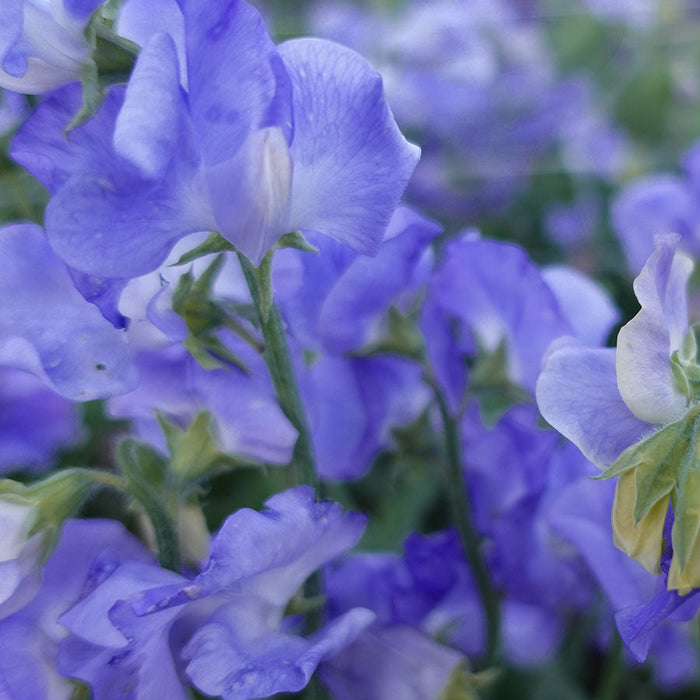 Alison Louise Sweet Pea Flowers