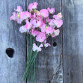 Freshly cut bouquet of Sweet Pea ‘Amy Dowden’ with ruffled white flowers edged in soft pink, lying on weathered wooden boards.