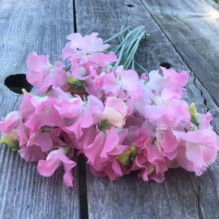 Close-up of Sweet Pea ‘Amy Dowden’ flowers showing delicate white petals fading to soft pink around the outer edges.