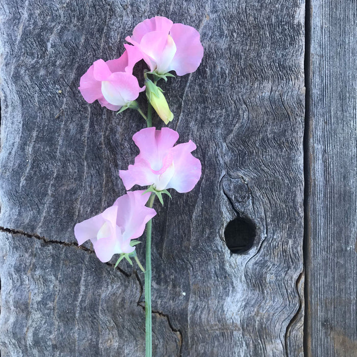 Single stem of Sweet Pea ‘Amy Dowden’ with ruffled white and soft pink flowers on a long, straight stem.