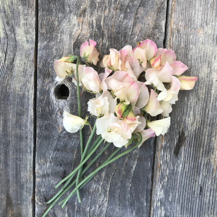 Sweet Pea 'Bix'