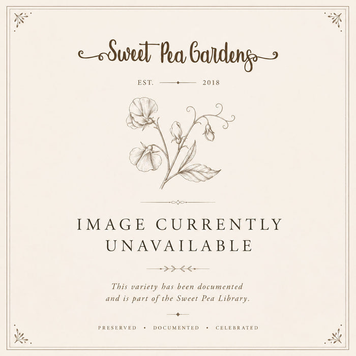 Sweet Pea Variety Library archival placeholder image