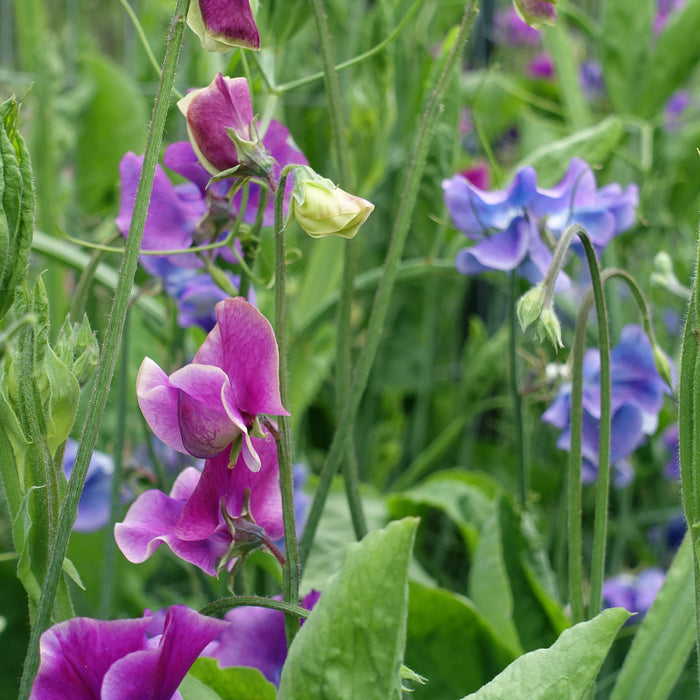 Blue Shift Sweet Pea Flowers Growing on the Vine