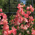 Candy Floss Sweet Pea flowers