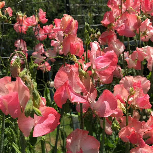 Candy Floss sweet pea flowers on the vine
