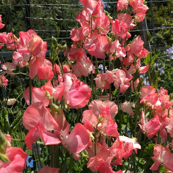 Candy Floss sweet pea flowers blooming