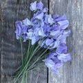 Bouquet of Charlie's Angel periwinkle blue Spencer-type sweet pea flowers with large silky ruffled petals and long stems