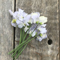 Cilla Sweet Pea Flowers laying on a rustic wooden board