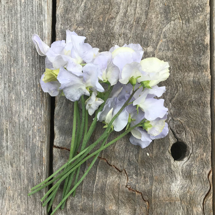 Cilla Sweet Pea Flowers laying on a rustic wooden board