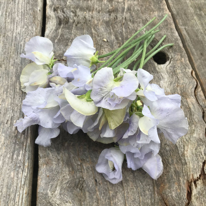 Cilla Sweet Pea Flowers resting on a wooden board