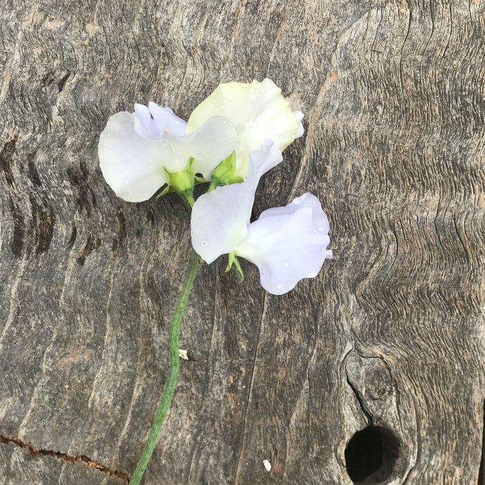 Single stem of Cilla Sweet Pea Flowers resting on a wooden board