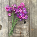 Sweet Pea 'Claire Mitchell' Flowers on a wooden board