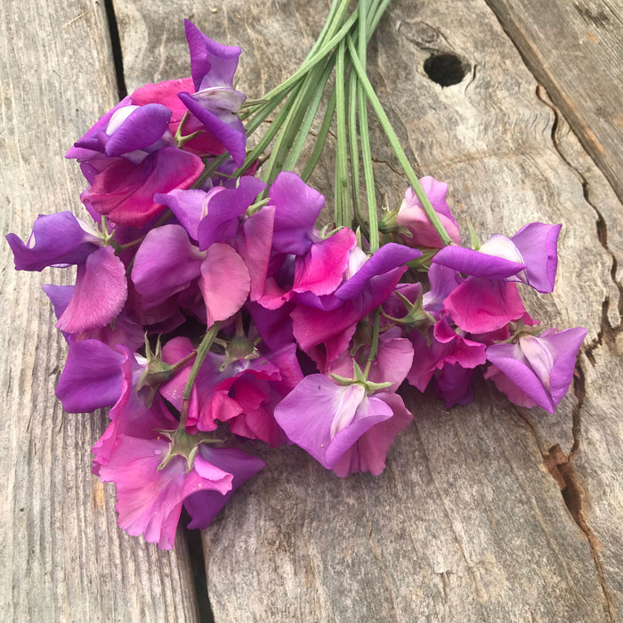 Close up of Sweet Pea 'Claire Mitchell' Flowers on a wooden board