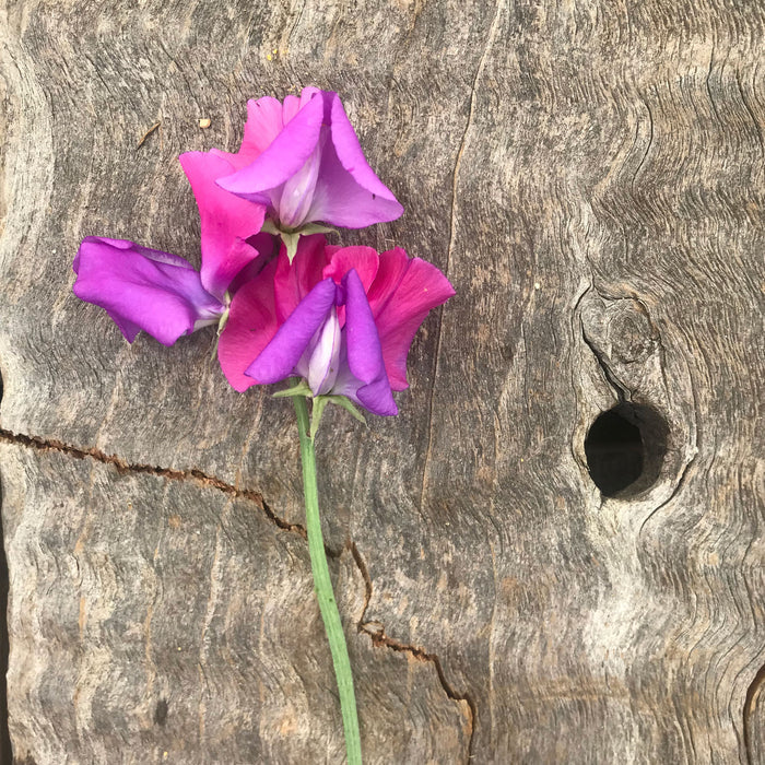 Single stem of Sweet Pea 'Claire Mitchell' Flowers on a wooden board