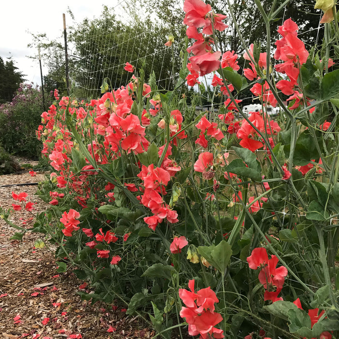 Sweet Pea 'Clementine Kiss'