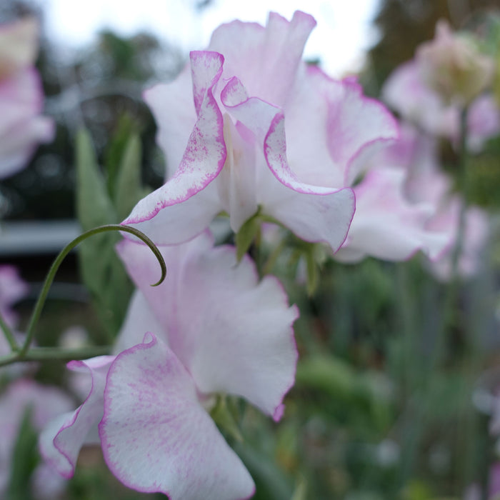Comet Sweet Pea Flowers Grown from Sweet Pea Seed