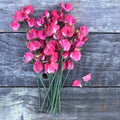 Coquette Sweet Pea Flowers