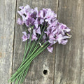 Hand-tied bouquet of David Tostevin sweet peas in smoky lavender tones, arranged with long stems and ruffled bi-color petals.