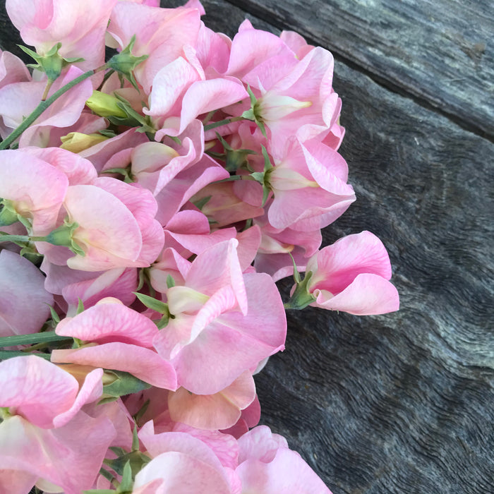 Emily Sweet Pea Flowers Closeup