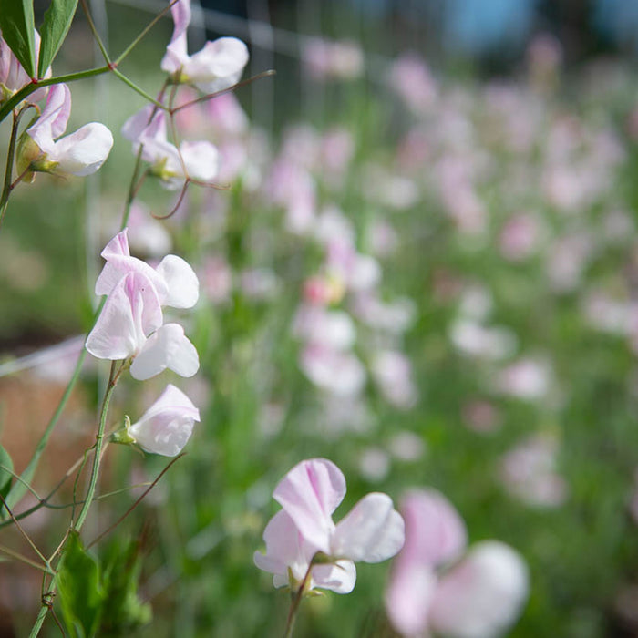 Enigma Sweet Pea Flowers