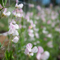 Enigma Sweet Pea Flowers