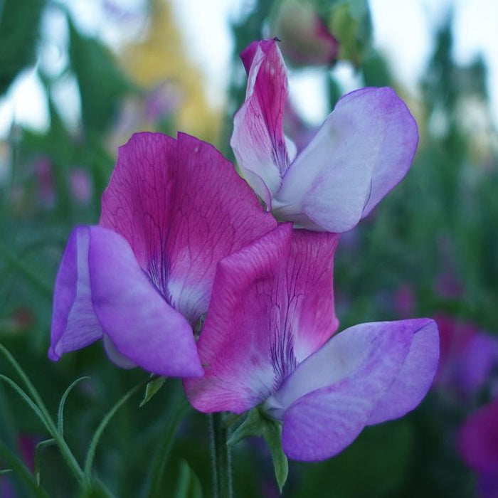 Fire and Ice Sweet Pea Flowers