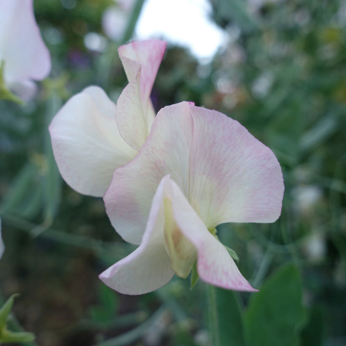Frolic Sweet Pea Flowers