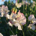 Gwawr Cymru sweet pea flowers close up