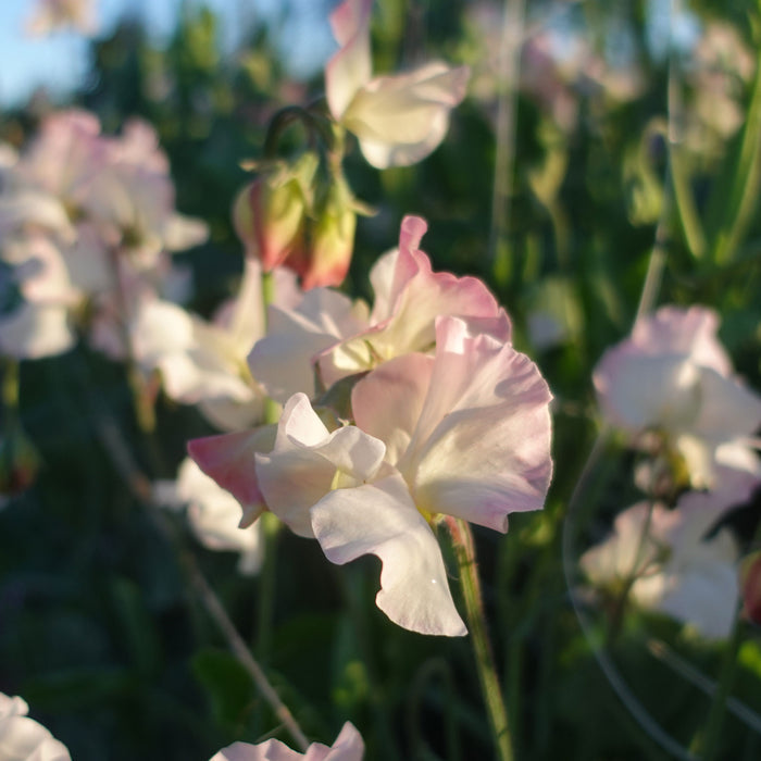 Gwawr Cymru sweet pea flowers close up