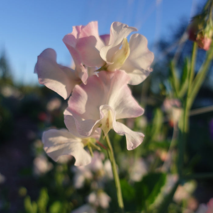 Gwawr Cymru Sweet Pea Flower
