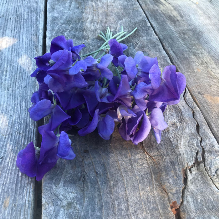 Close-up of Sweet Pea 'Heathcliff' flowers showing rich mauve-blue blooms and classic Grandiflora form.