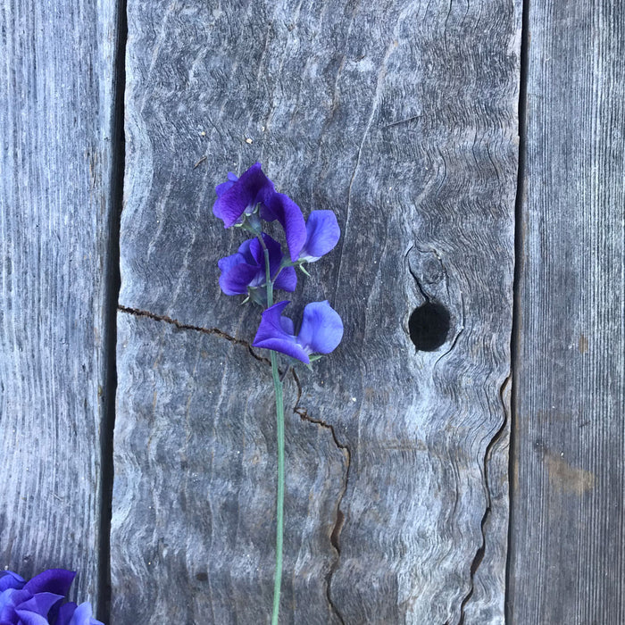 Single stem of Sweet Pea 'Heathcliff' with richly scented mauve-blue flowers in classic Grandiflora form.