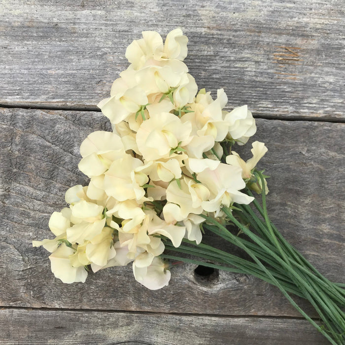 Bouquet of Juliet sweet pea flowers with soft blush and champagne-toned petals, arranged with long stems and highly fragrant blooms.