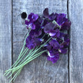 Bouquet of Just Jenny sweet pea flowers