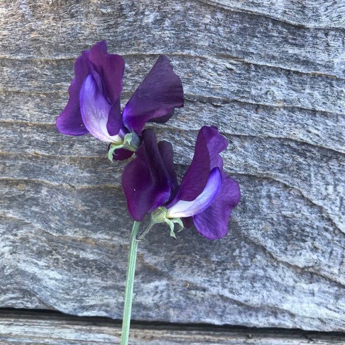 Single bloom of Just Jenny sweet pea